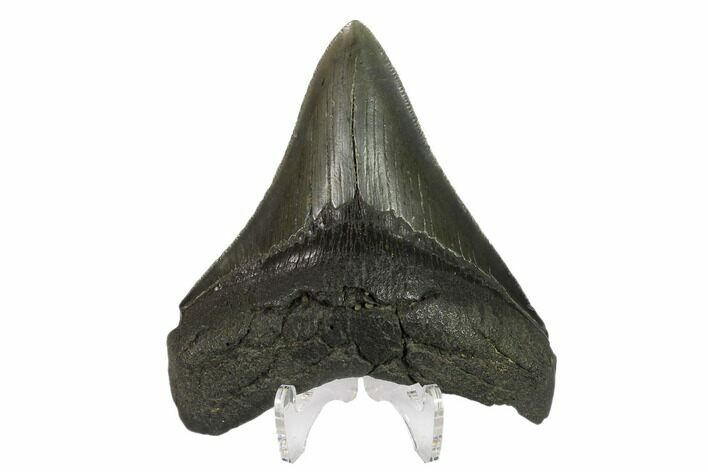 3.39" Fossil Megalodon Tooth - Serrated Blade
